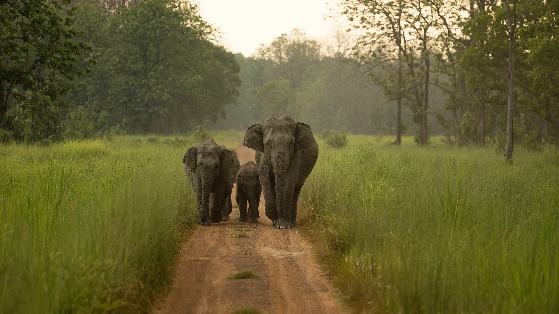 Parvathi K. Prasad, Scientist at Conservation Initiatives